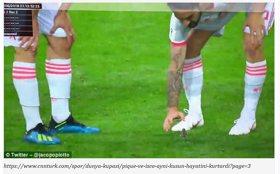pique-ve-isco-ayni-kusun-hayatini-kurtardi