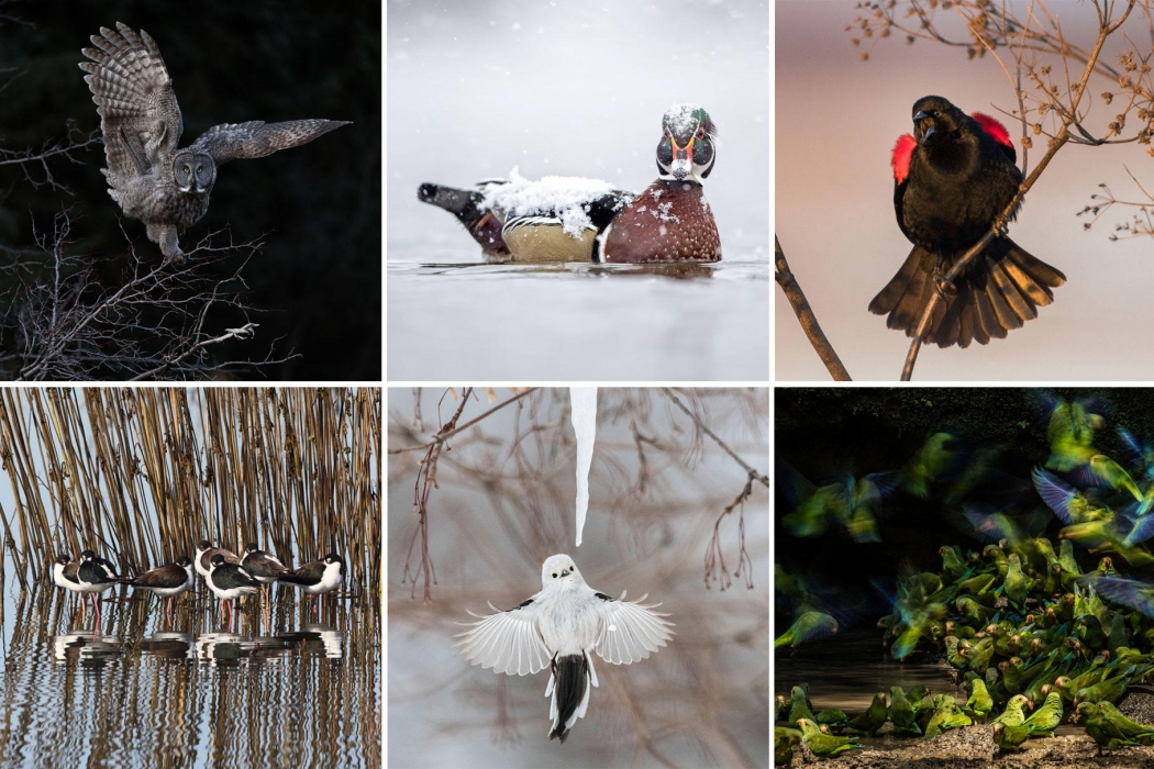 2018-audubon-fotograf-odulleri-