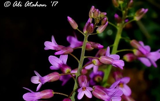 yeni-tur-noccaea-ali-atahanii