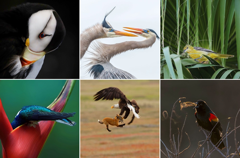 2019-audubon-fotograf-odulleri