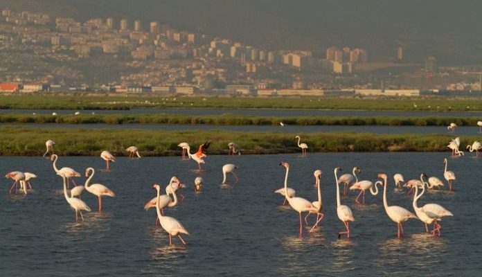 gediz-deltasinda-kuslar-can-verirken-insanlik-ucup-gidiyor