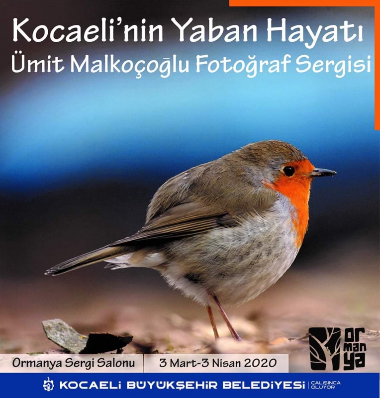 kocaelinin-yaban-hayati-