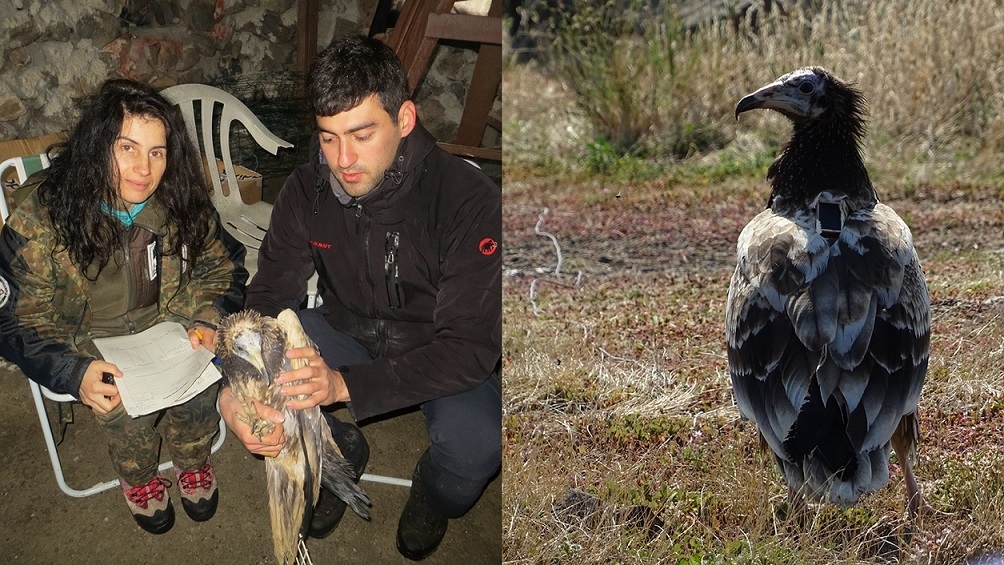 vericili-kucuk-akbaba-polyanin-hikayesi