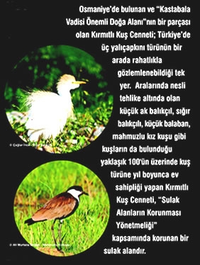 kirmitli-kus-cenneti