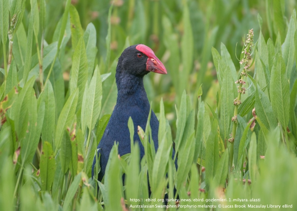 ebird-gozlemleri-1-milyara-ulasti