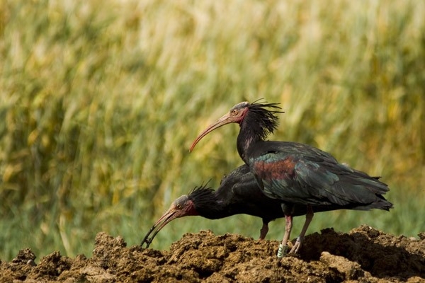 national-geographic-ve-kus-fotograflari---