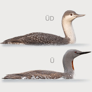 Red-throated Loon