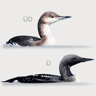 Black-throated Loon