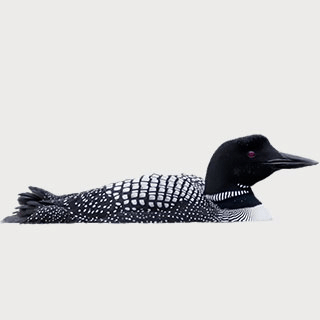 Common Loon