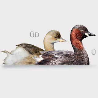 Little Grebe
