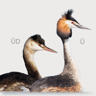 Great Crested Grebe