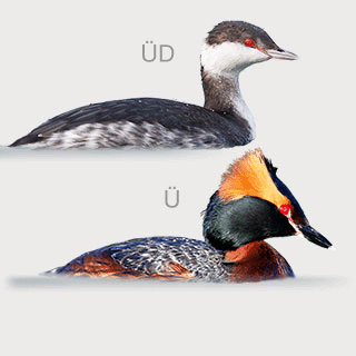 Horned Grebe