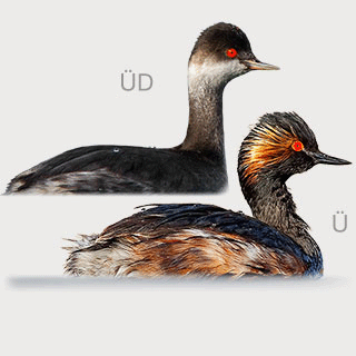 Black-necked Grebe
