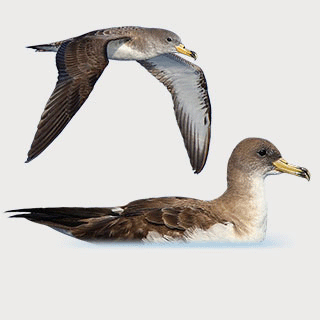 Scopoli`s Shearwater