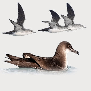 Yelkouan Shearwater