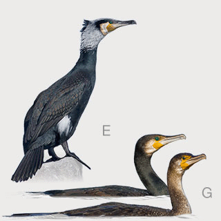 Great Cormorant