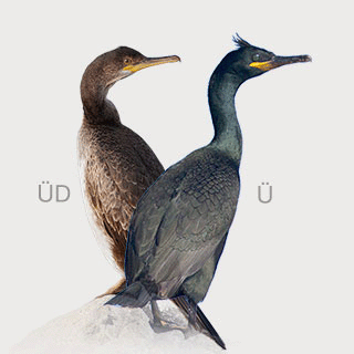 European Shag
