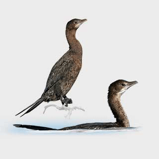 Pygmy Cormorant
