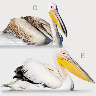 Great White Pelican