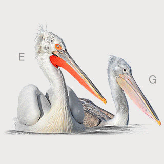 Dalmatian Pelican