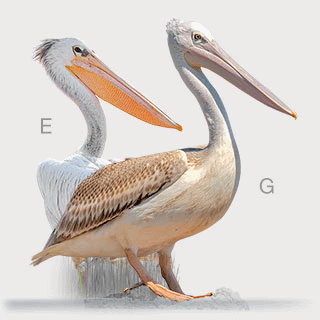 Pink-backed Pelican