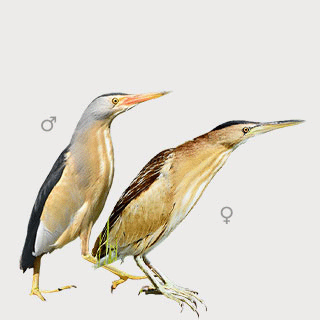 Little Bittern