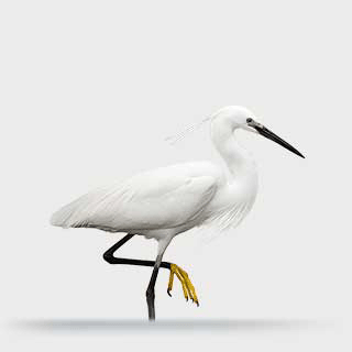 Little Egret