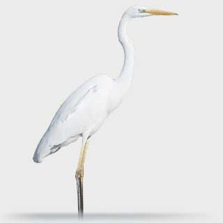 Great Egret