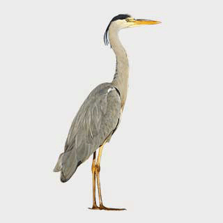 Grey Heron