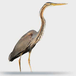 Purple Heron