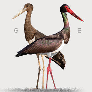 Black Stork