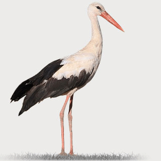 White Stork