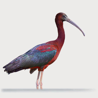 Glossy Ibis