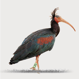 Northern Bald Ibis