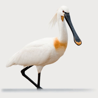 Eurasian Spoonbill