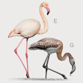 Greater Flamingo