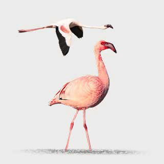 Lesser Flamingo