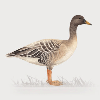 Tundra Bean Goose