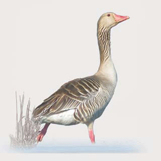 Greylag Goose