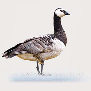 Barnacle Goose