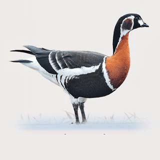 Red-breasted Goose