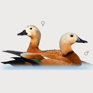 Ruddy Shelduck
