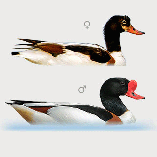Common Shelduck