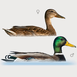 Mallard
