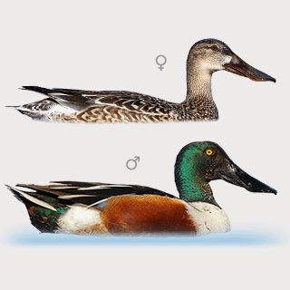 Northern Shoveler