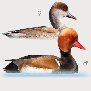 Red-crested Pochard