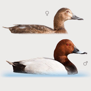 Common Pochard