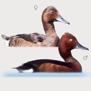 Ferruginous Duck