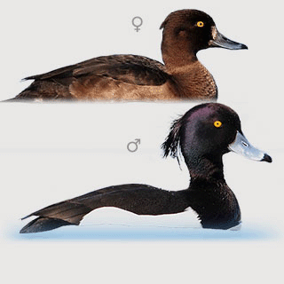 Tufted Duck