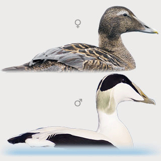 Common Eider